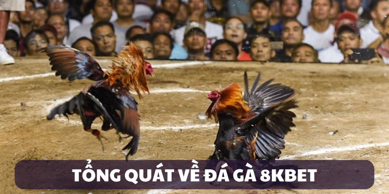 Giới thiệu về game cá cược đá gà 8KBET