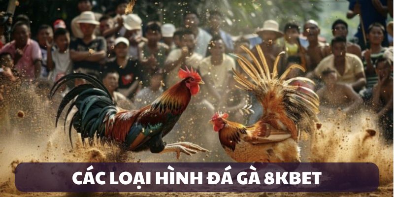 Các loại hình đá gà được chọn lựa nhiều nhất tại 8kbet