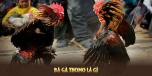 Đá Gà Thomo Là Gì: Khám Phá Hình Thức Thi Đấu Sôi Động
