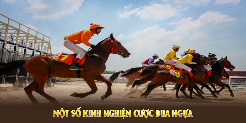 Một số kinh nghiệm cược đua ngựa giúp bạn nâng cao tỷ lệ thắng