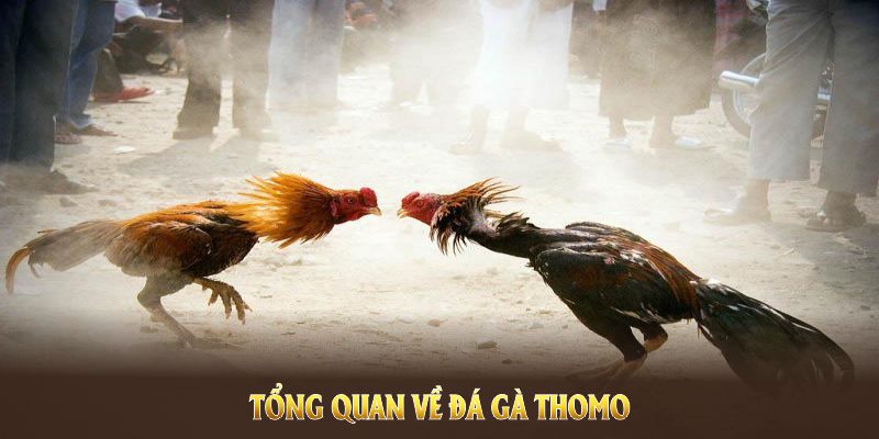 Tổng quan về đá gà thomo là gì trong bộ môn gà chọi