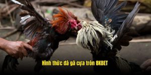 Đá Gà Cựa Tròn - Loại Hình Thi Đấu Kịch Tính Khó Cưỡng