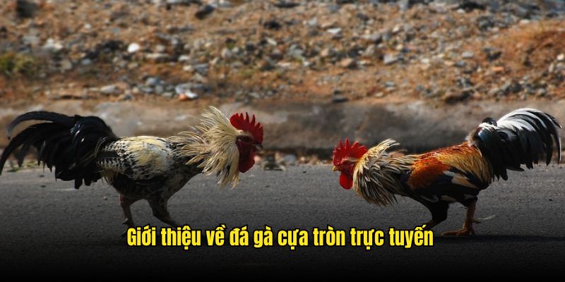 Giới thiệu về đá gà cựa tròn trực tuyến tại 8kbet