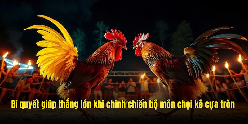 Bí quyết giúp thắng lớn khi chinh chiến bộ môn chọi kê cựa tròn