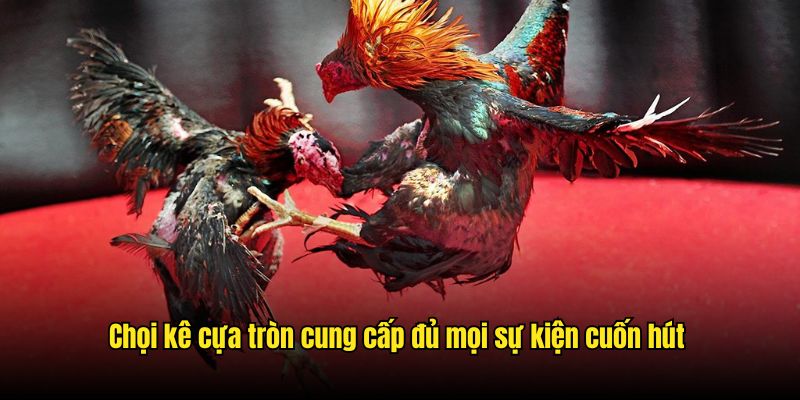 Chọi kê cựa tròn cung cấp đủ mọi sự kiện cuốn hút